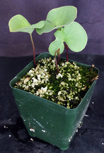 Utricularia cornigera